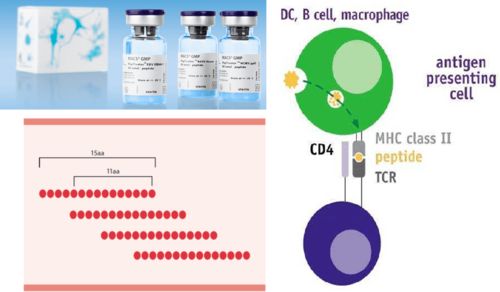 調(diào)節(jié)性T細(xì)胞研究與轉(zhuǎn)化的關(guān)鍵 功能性與特異性及技術(shù)咨詢